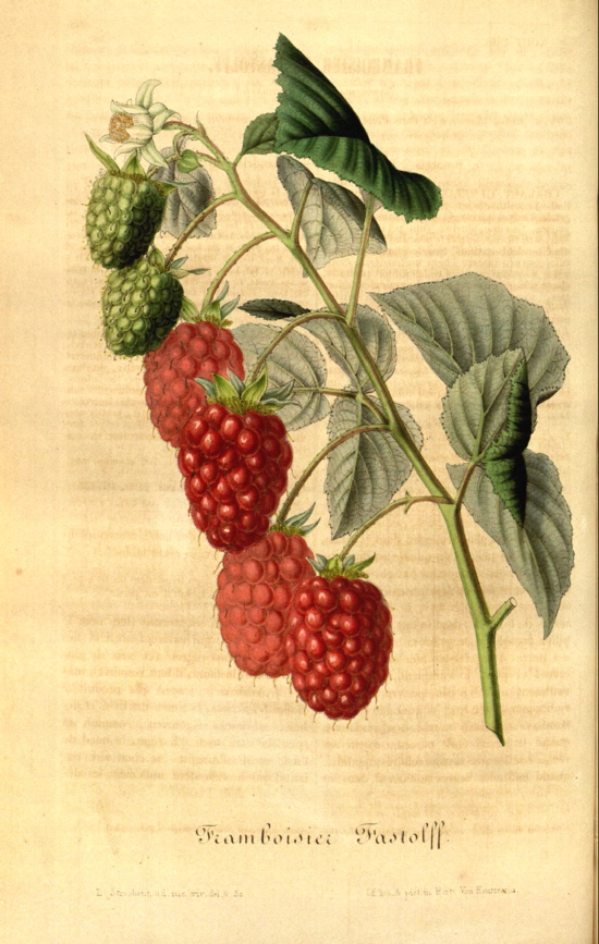 Raspberry_Fastolff