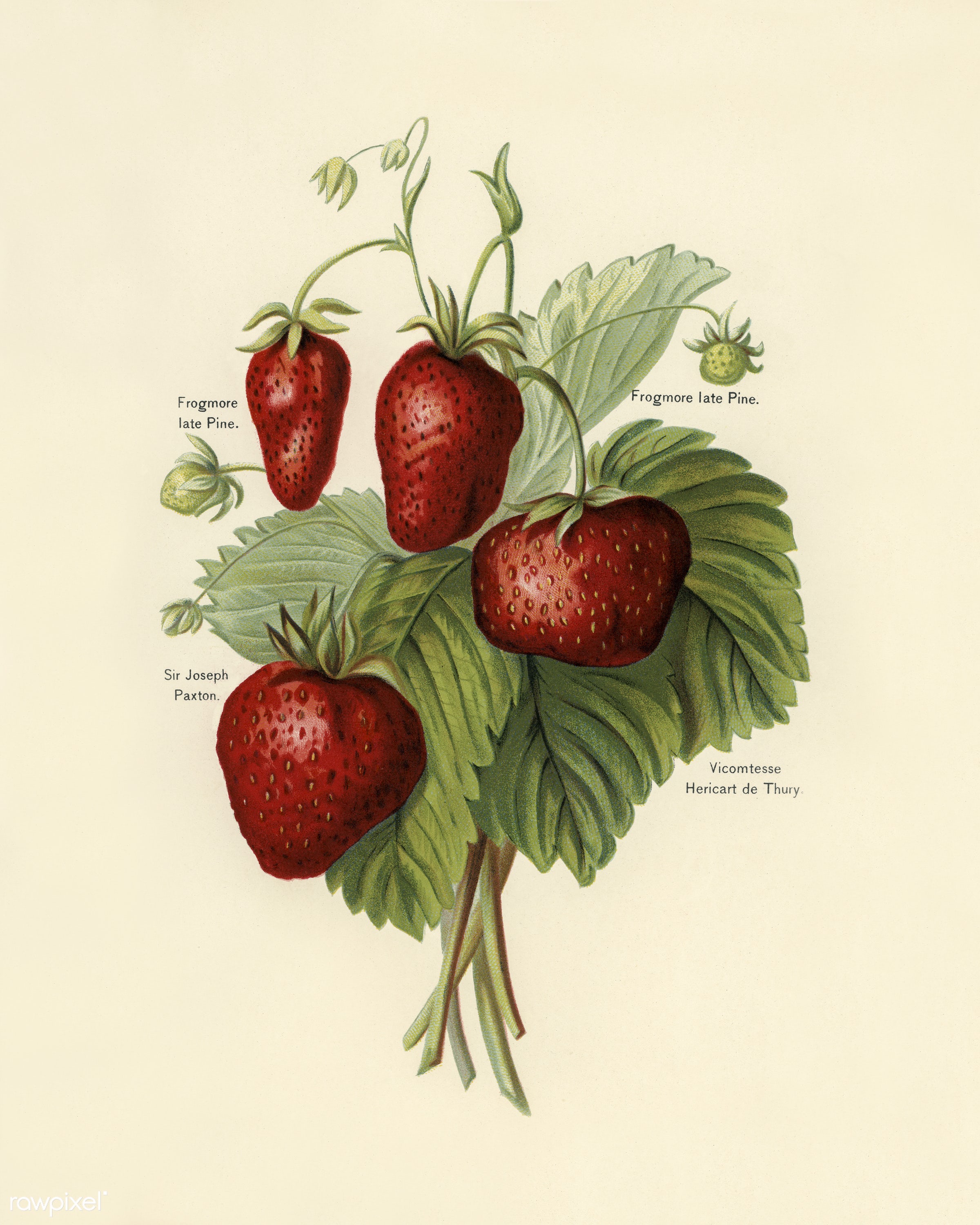strawberries