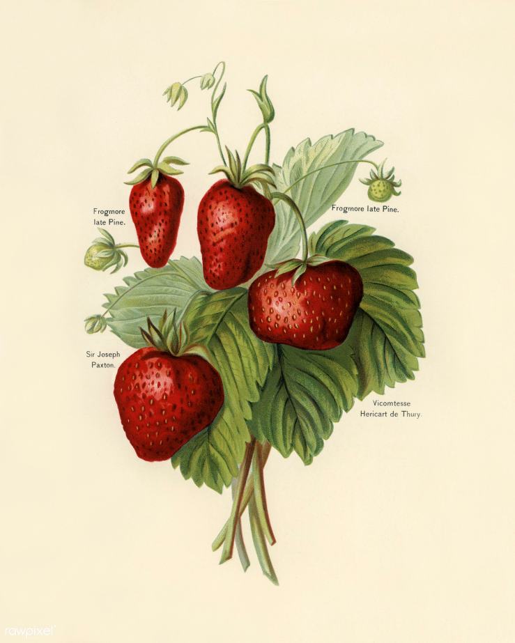 strawberries